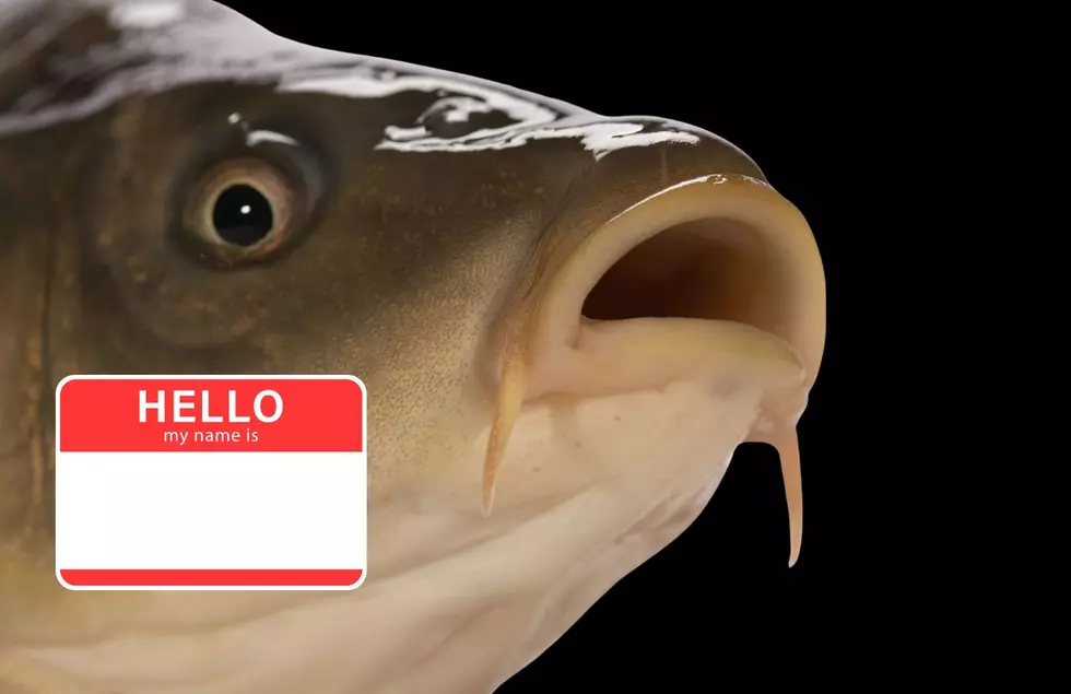 Interesting Pick: Here Is What The Illinois DNR Renamed Asian Carp